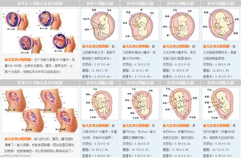 有關 胎兒 呼吸 系統 發育 之 敘述 下列 何者 正確